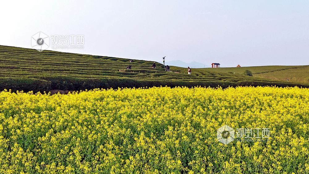 春来农事忙（图）