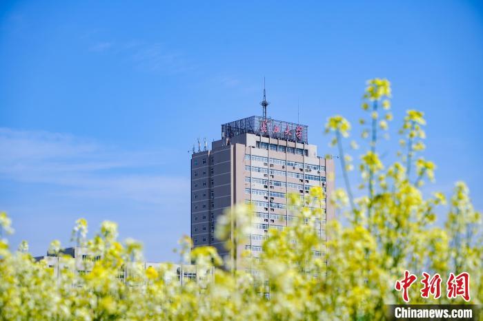 图为长江大学内的油菜花。吴淘淘 摄