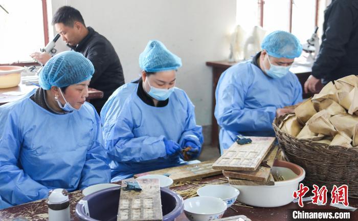 图为技术人员在对雌蛾进行涂片镜检。马进伟 摄