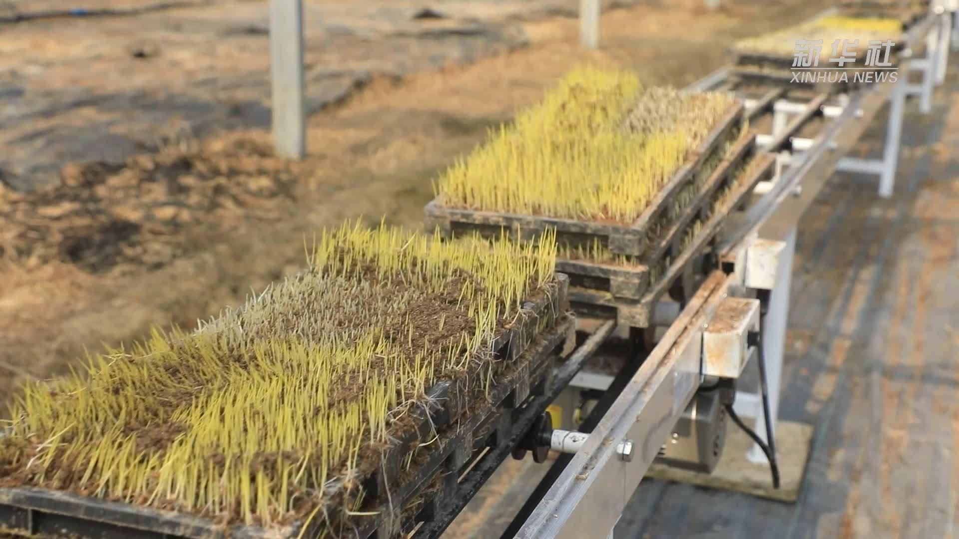 江西大余：不负好春光 早稻育秧忙