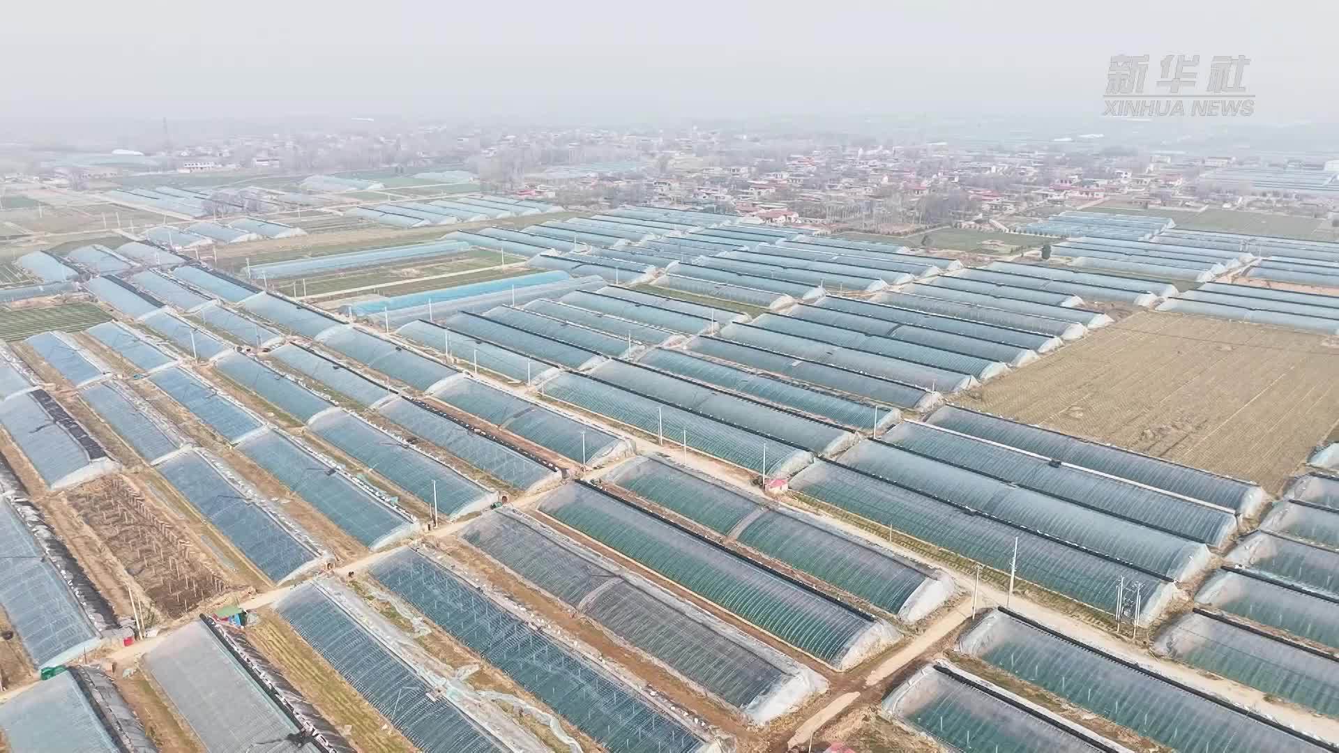 千城胜景｜河北馆陶：黄瓜丰收春意浓