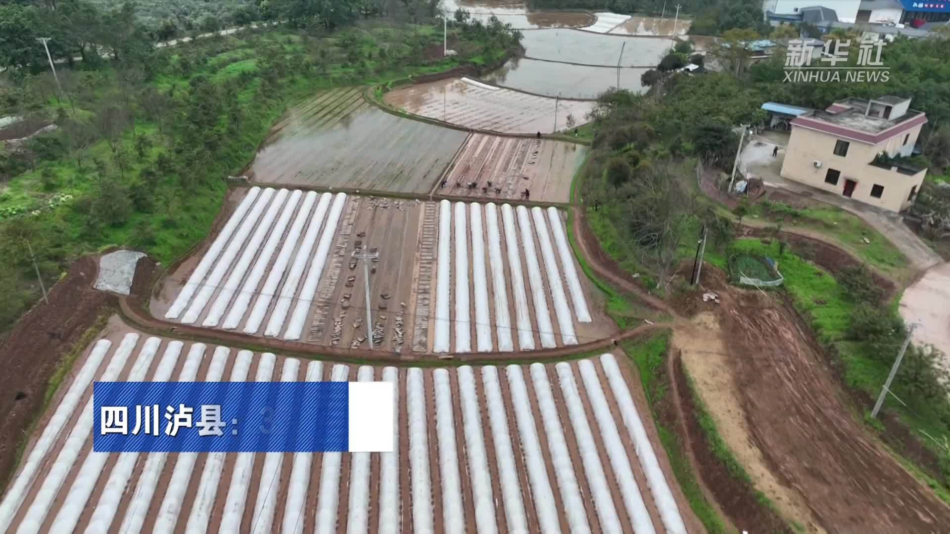 四川泸县：3万余亩水稻育秧播种基本完成