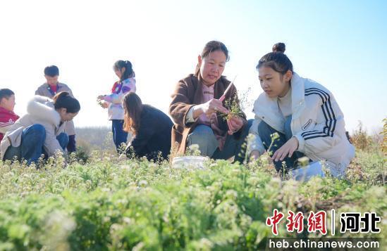 图为孩子们在老师的指导下挖春菜。 王倩倩 摄