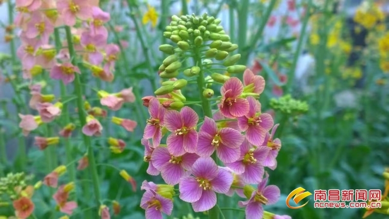 新色 褐红大斑块