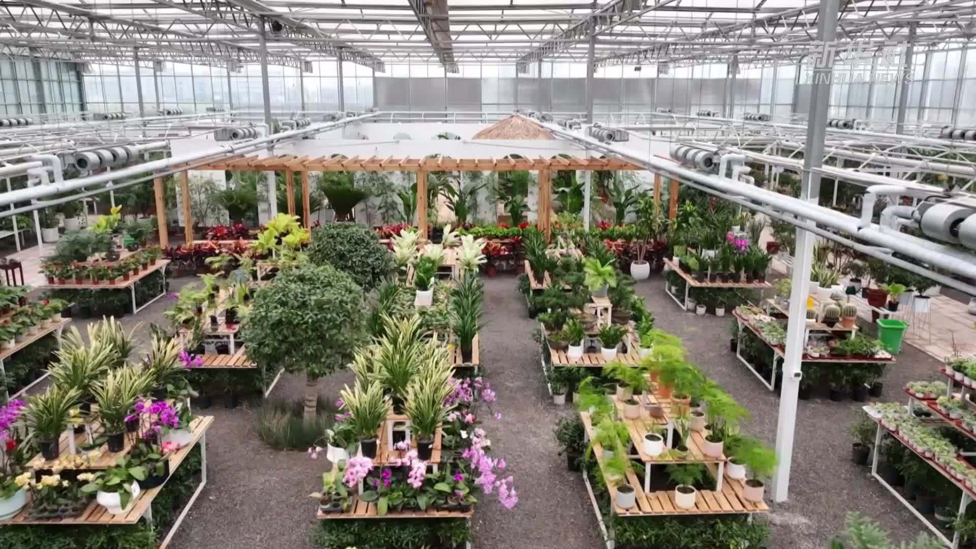 千城胜景｜河北广平：花海经济绽放乡村振兴新图景