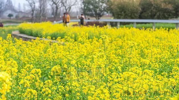 第四届湖南旅发大会 |万千游客共赴春日之约，2025湖南油菜花节开幕