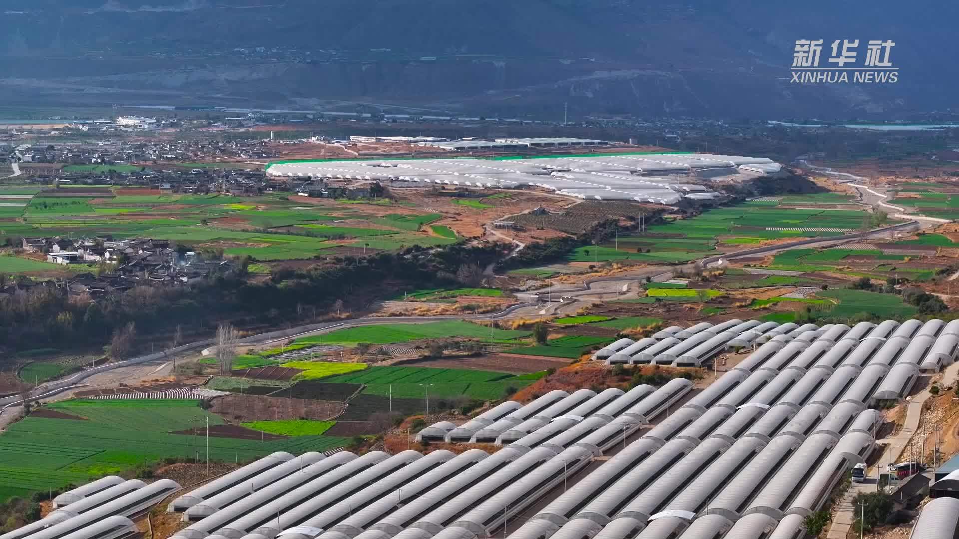 云南玉龙：荒石滩上长出“蓝果果”