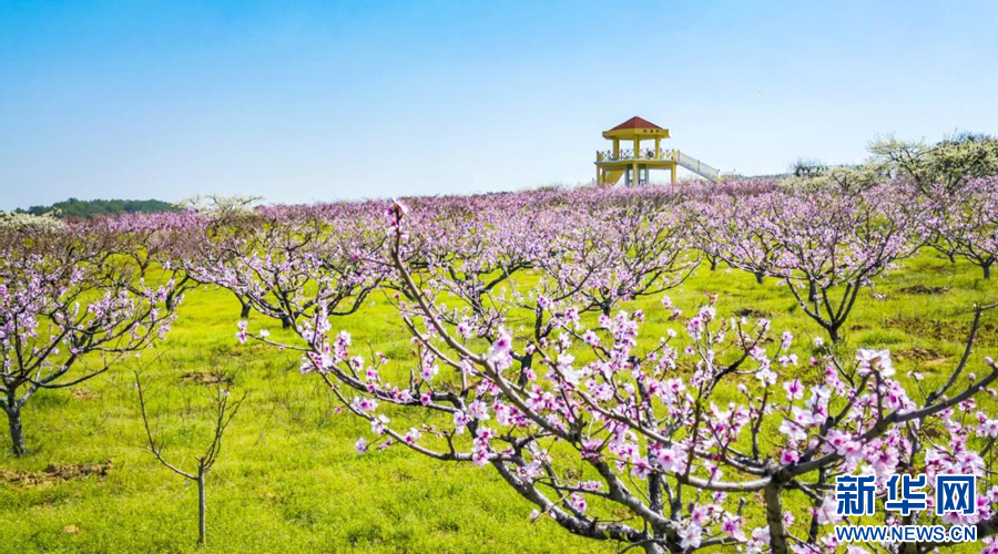 凤凰山桃花园内,连片的桃花竞相绽放,将这里装点成花的海洋。新华网发