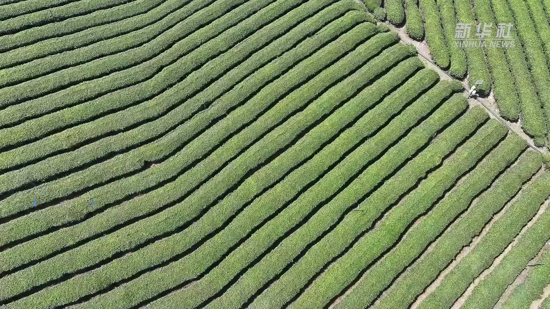 春茶采收正当时 制茶企业生产忙