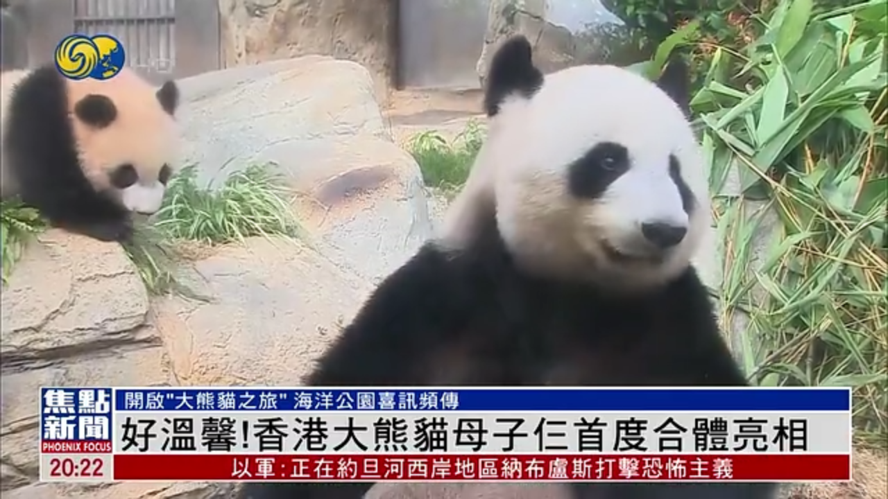 好温馨！香港大熊猫母子仨首度合体亮相