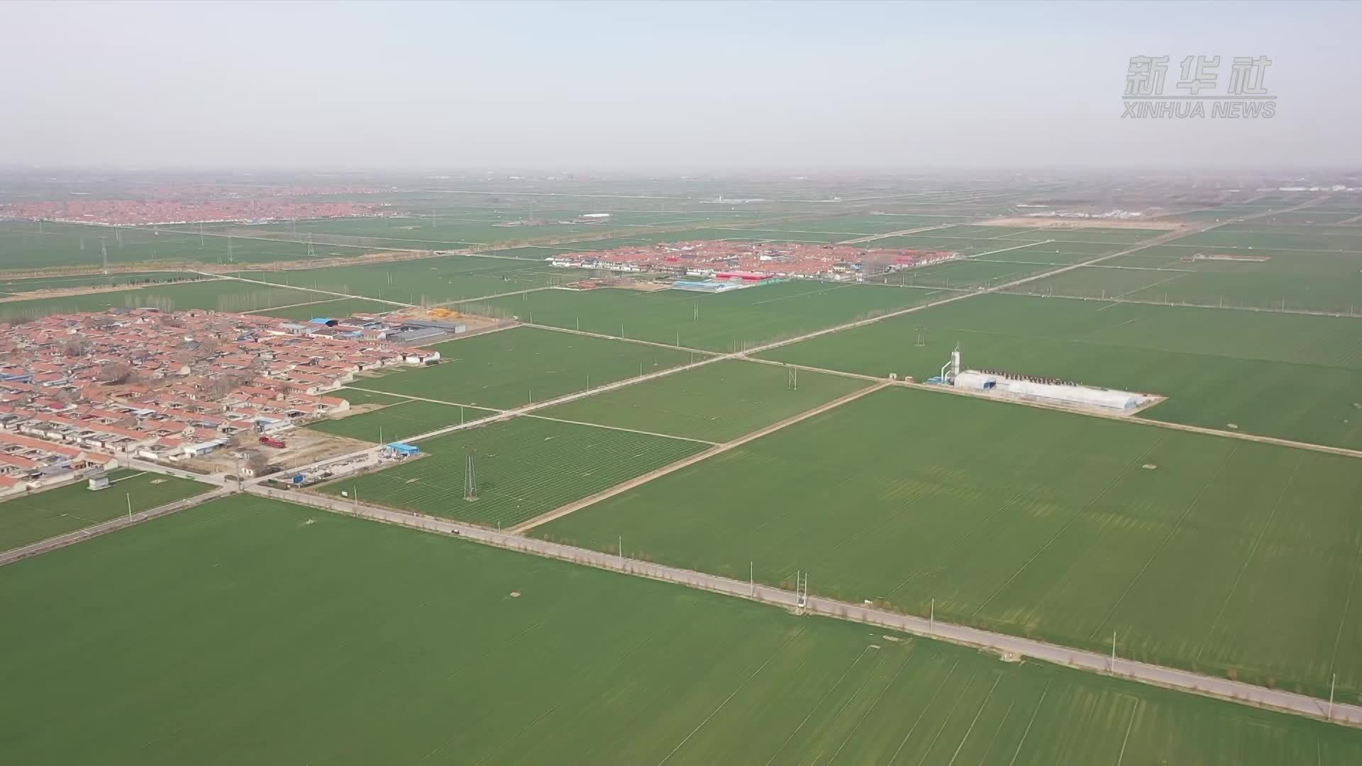 山东淄博：数字赋能 传统农业插上“智慧翅膀”