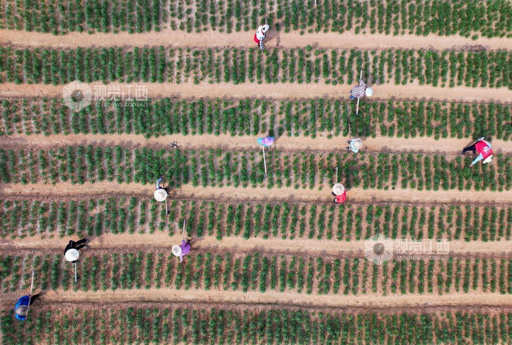 3月26日，江西省吉安市泰和县苏溪镇横塘村百合种植基地，农民正在管护百合劳作。