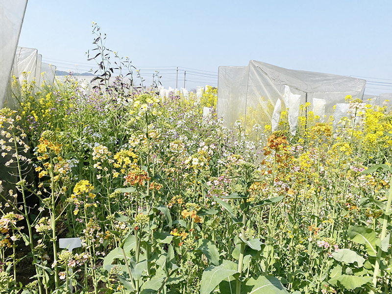 ▲彩色油菜花的深度开发与利用,将成为乡村振兴的助推器。 晨报记者 张静 图