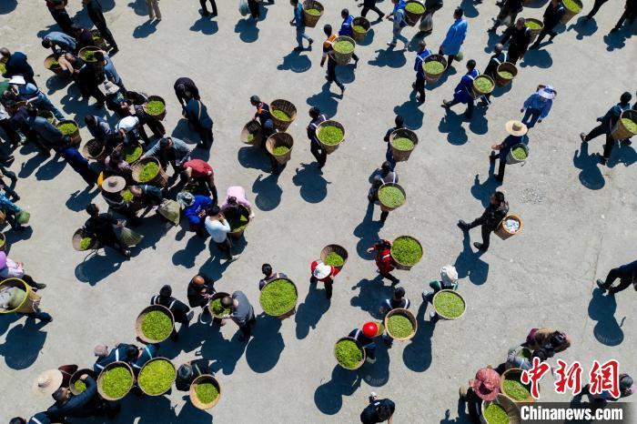 四川雅安鲜茶市场交易火热