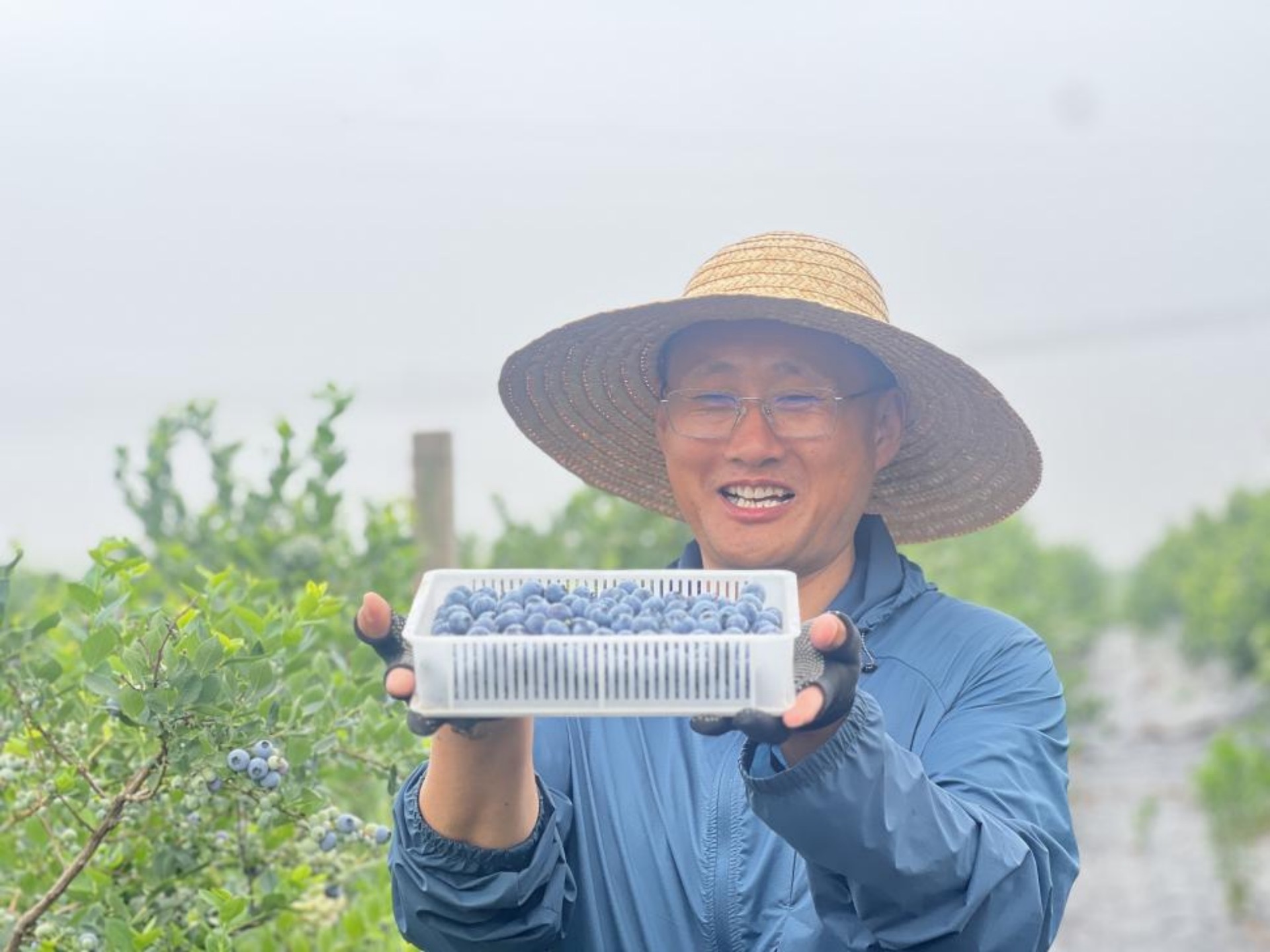 五莲县叩官镇蓝莓喜获丰收。费宁摄