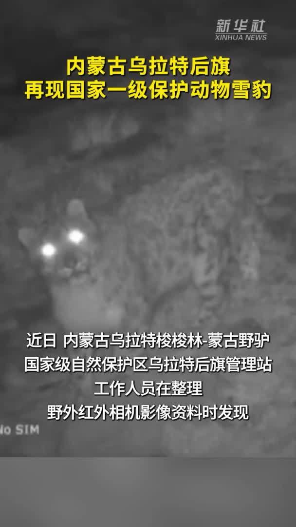 内蒙古乌拉特后旗再现国家一级保护动物雪豹