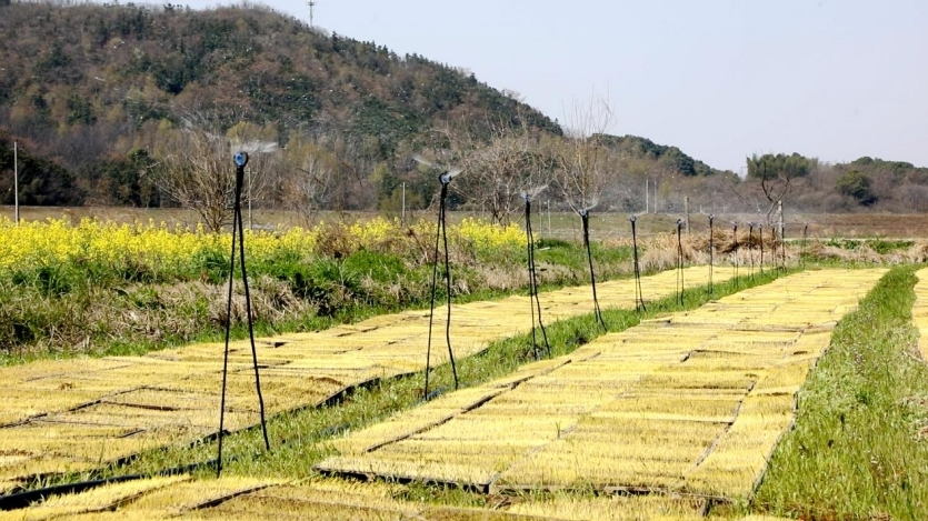 江西彭泽：人工智能助力春耕高质高效
