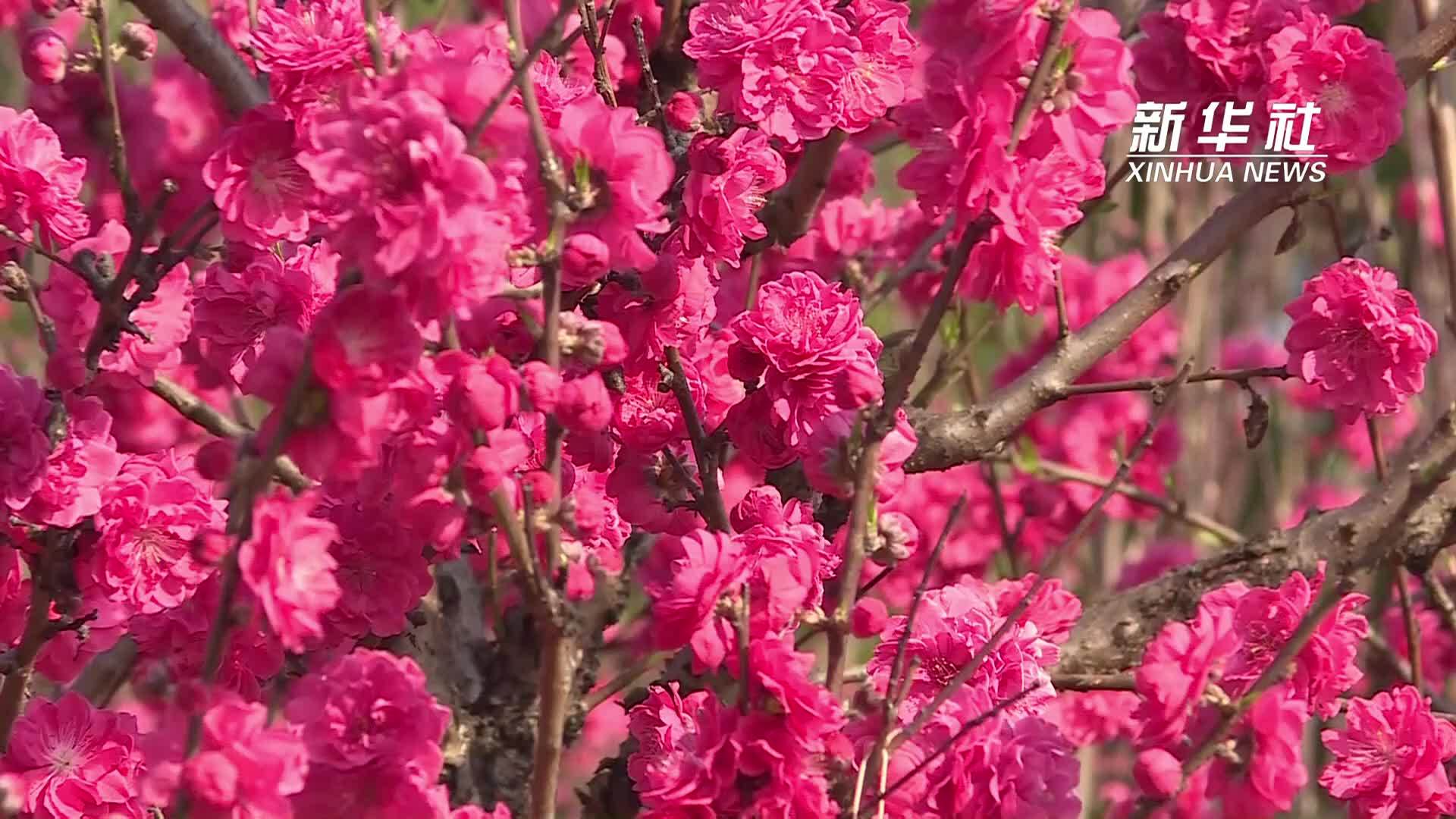 长知识！带你认识几种常见桃花品种
