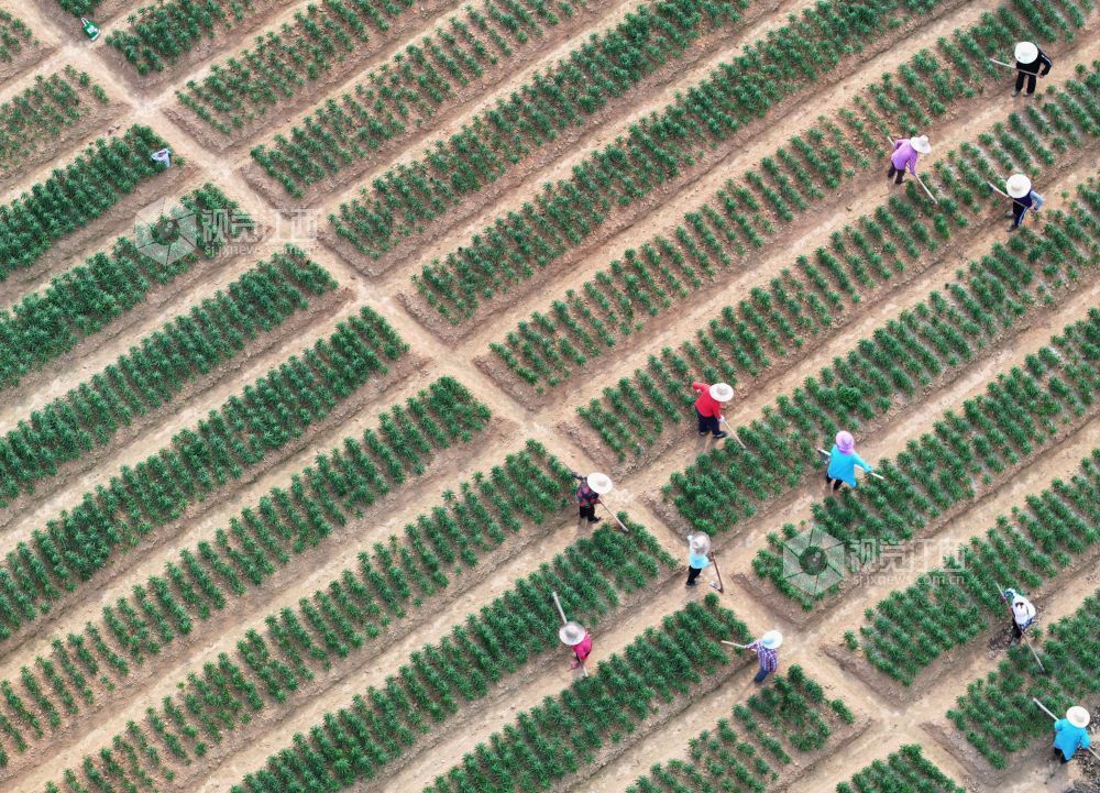 3月26日，江西省吉安市泰和县苏溪镇横塘村百合种植基地，农民正在管护百合劳作。