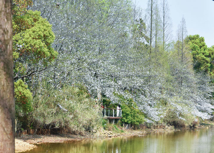 江西省林科院樱花“开挂” 带你解锁春日顶流打卡地