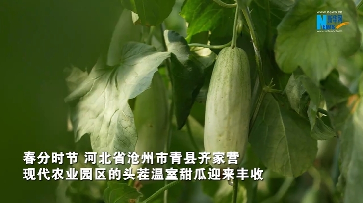 河北青县：头茬温室甜瓜抢“鲜”上市
