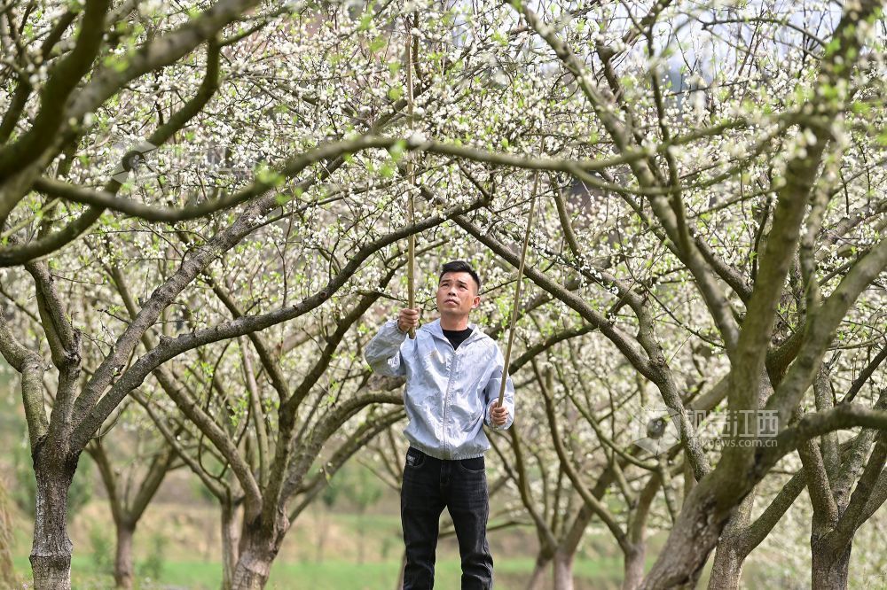 万载：李花开 授粉忙（图）