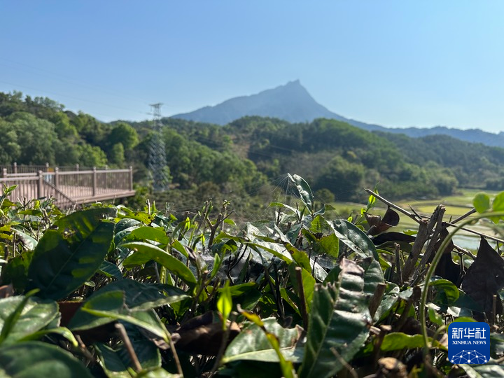 五指山市积极探索茶叶“碳标签”的创建。新华社记者 陈凯姿 摄