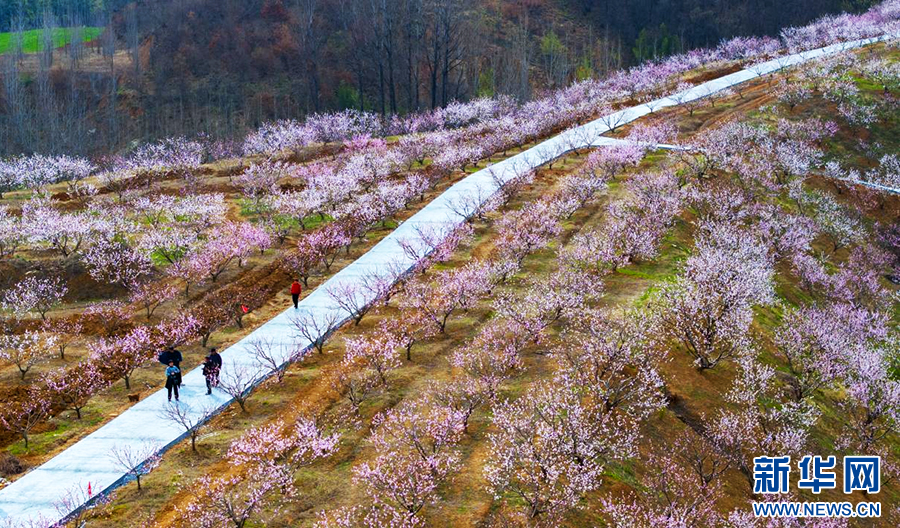 3月23日，河南省驻马店市确山县任店镇蚂蚁山上，桃花竞相绽放，游客在赏花踏春。