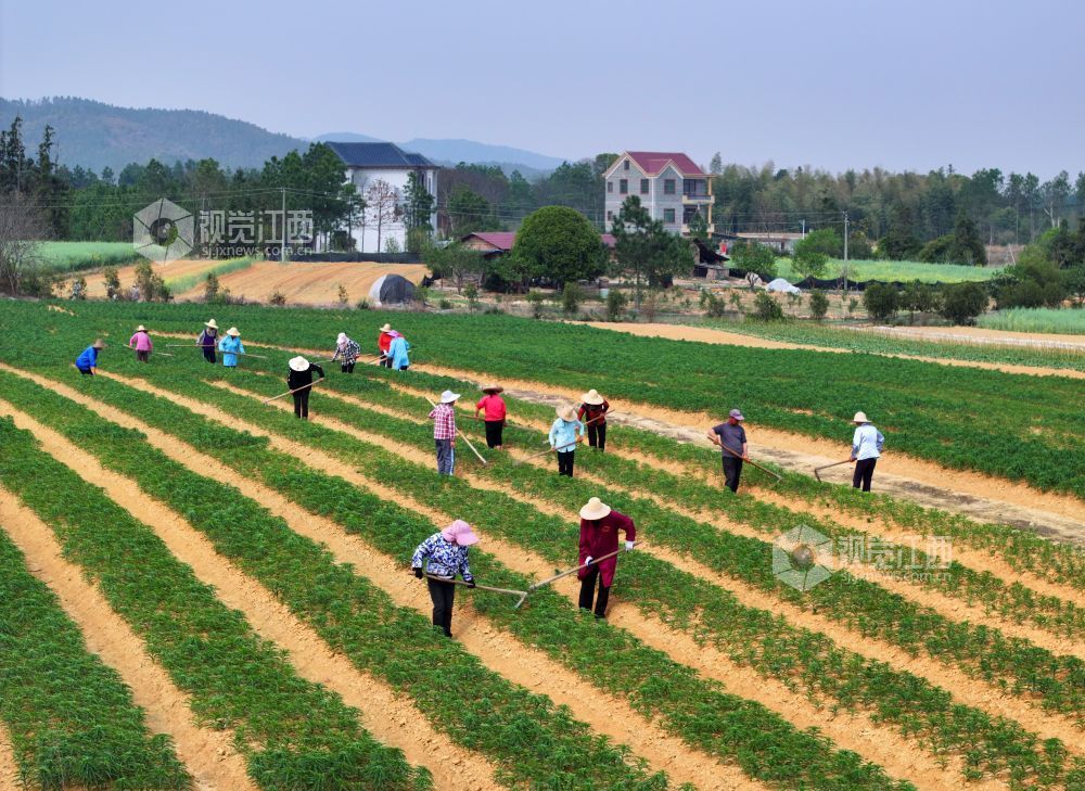 3月26日，江西省吉安市泰和县苏溪镇横塘村百合种植基地，农民正在管护百合劳作。