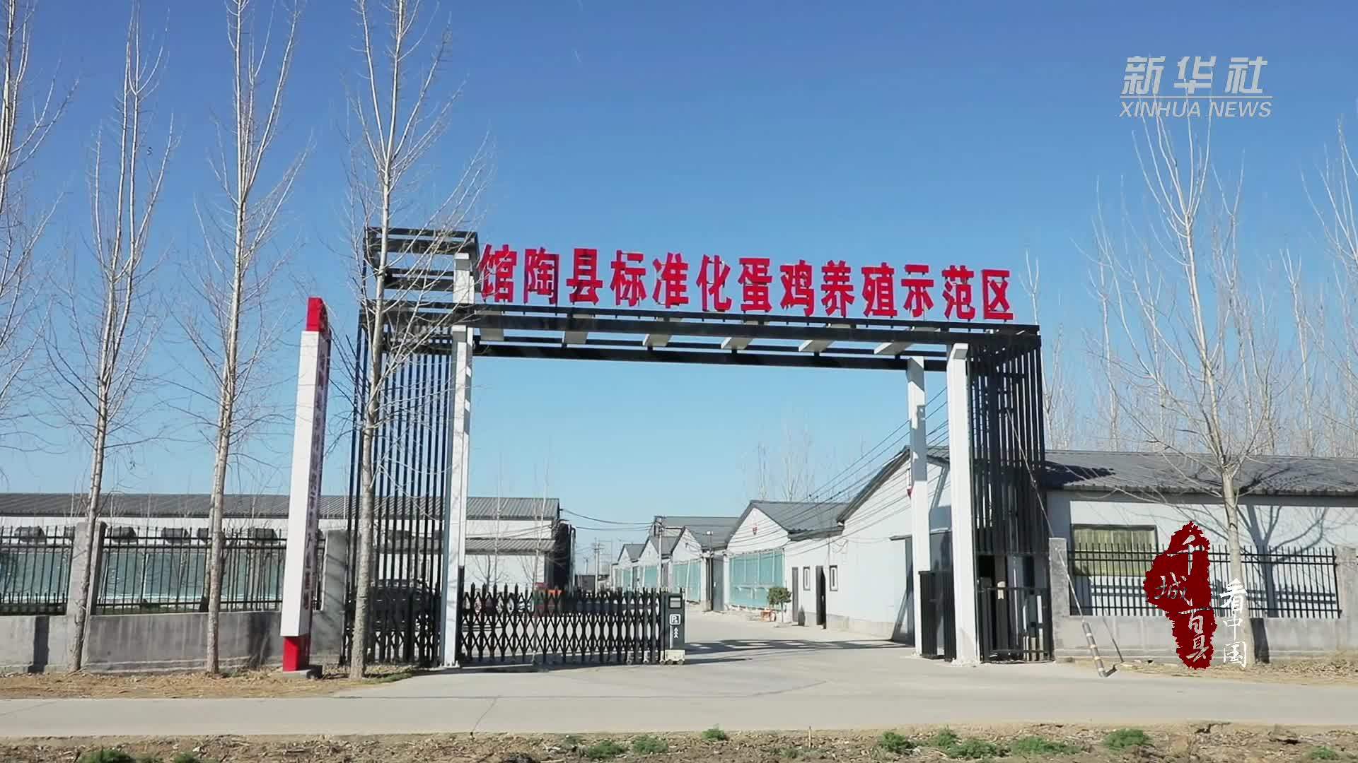 千城百县看中国｜河北馆陶：科技赋能让蛋鸡养殖更“智慧”