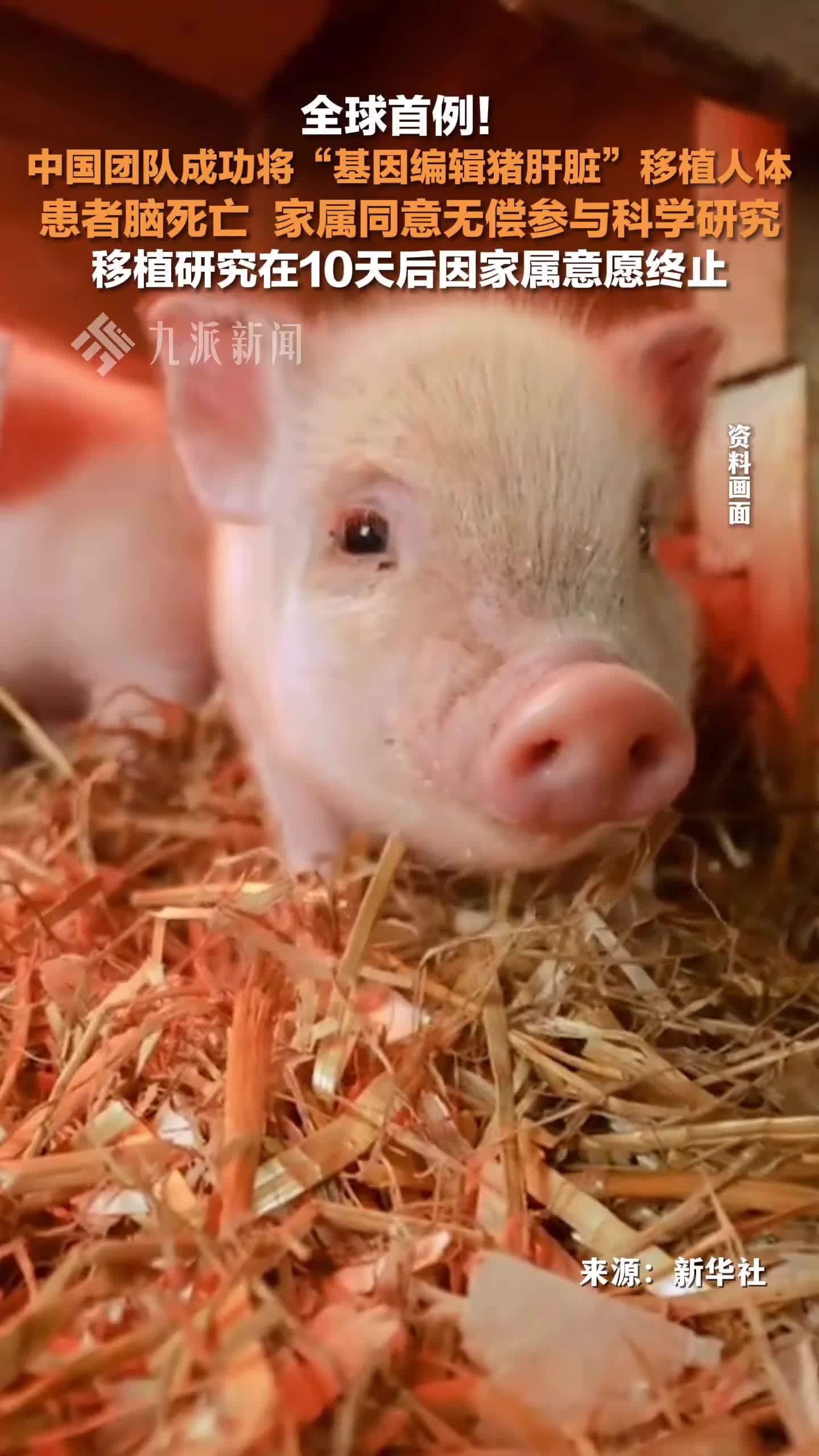全球首例！中国团队成功将基因编辑猪肝脏移植人体，移植研究在10天后因家属意愿终止