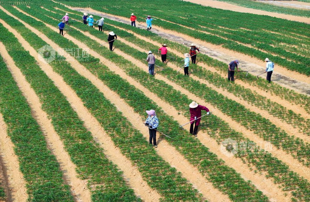 3月26日，江西省吉安市泰和县苏溪镇横塘村百合种植基地，农民正在管护百合劳作。