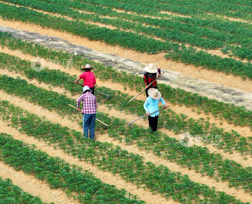 3月26日，江西省吉安市泰和县苏溪镇横塘村百合种植基地，农民正在管护百合劳作。
