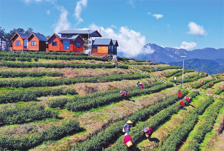 明前茶飘香（图）