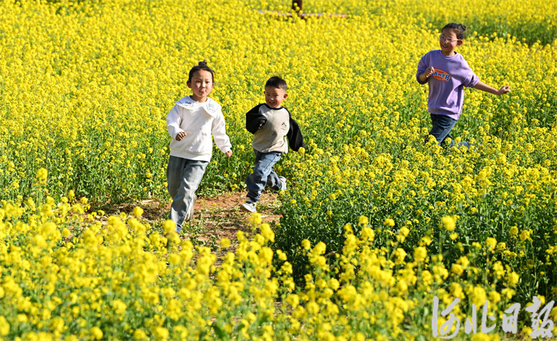 油菜花海春光美11.jpeg