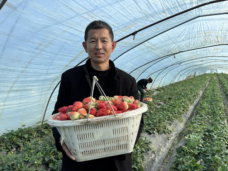 安徽固镇：“红果果”变“金疙瘩” 种出乡村振兴“甜日子”