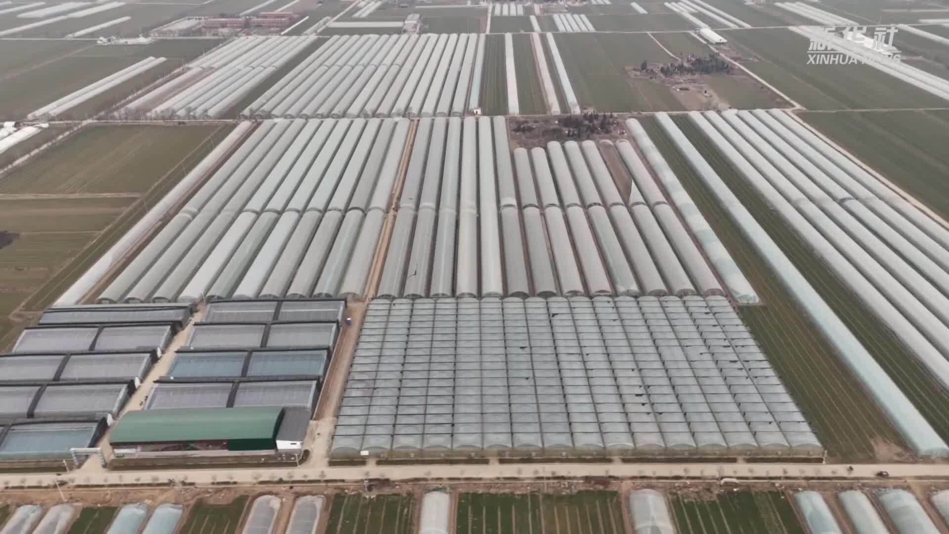 陕西富平：打造“采摘经济”让产业发展“一路繁花”