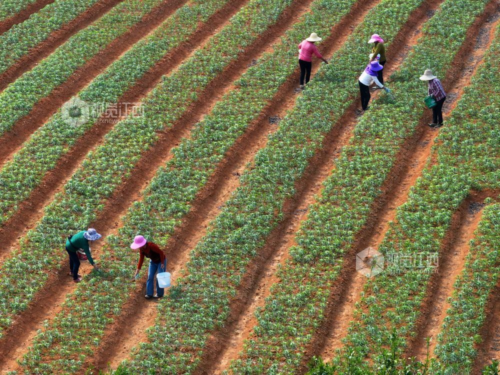 3月26日，江西省吉安市泰和县苏溪镇横塘村百合种植基地，农民正在管护百合劳作。
