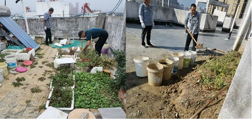 清理楼顶种菜