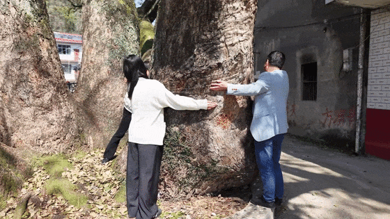独木成林、独自成景！宜春一棵800岁古樟树生长出九根主干
