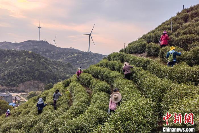 3月23日，江西都昌县一茶业家庭农场，茶农们忙着采摘春茶。江建峰 摄