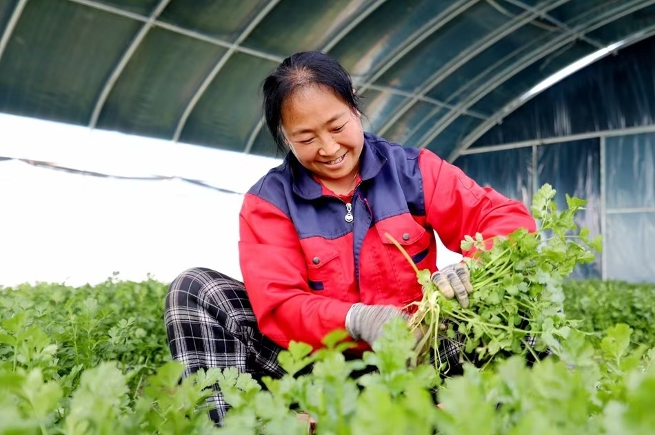 工人正忙着收割香菜（清水县委宣传部供图）