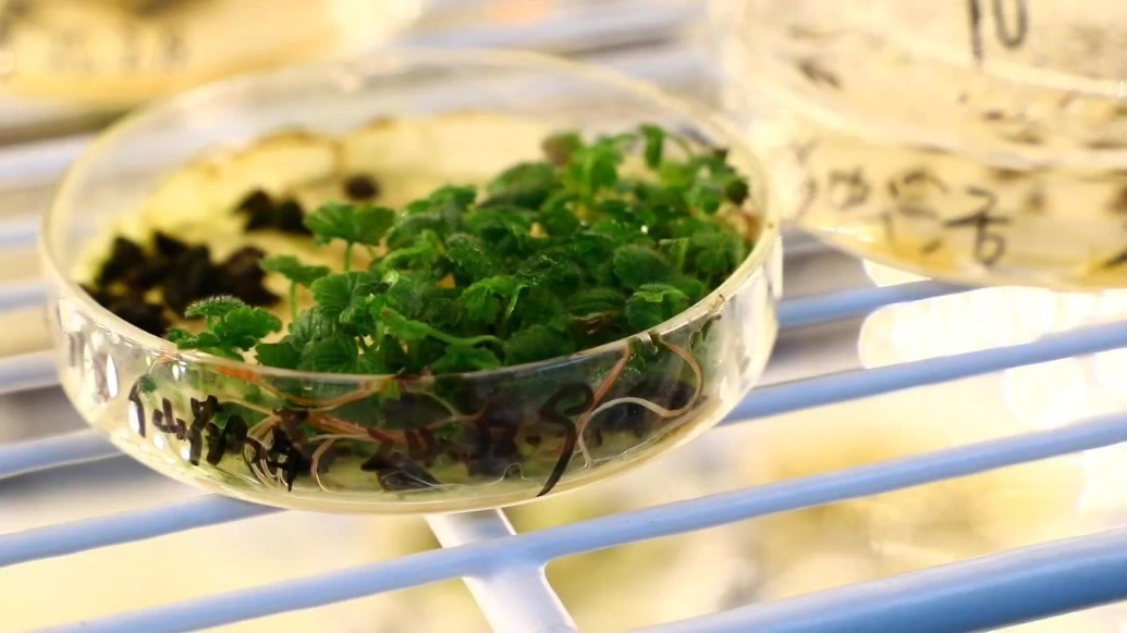 甘肃岷县：科学育苗推动中药材产业可持续发展