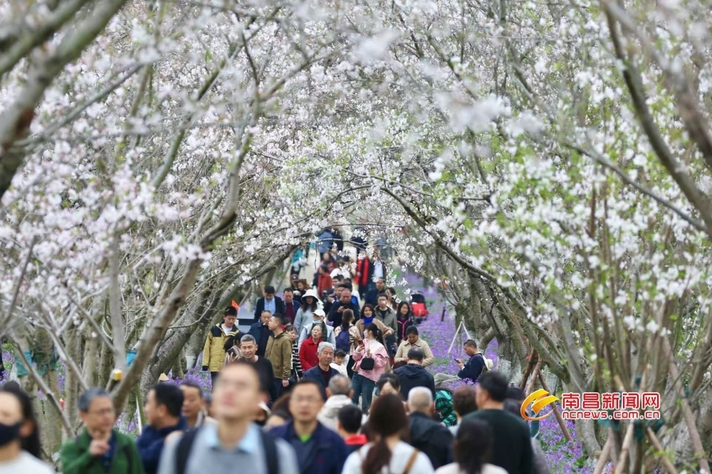 南昌縣鳳凰溝：櫻花綻放引游人（圖）