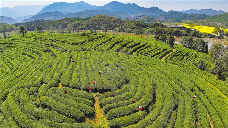 明前茶飘香（图）