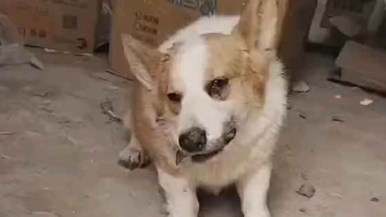 柯基犬为争母狗打架输了，躲在屋里抽泣后气绝身亡