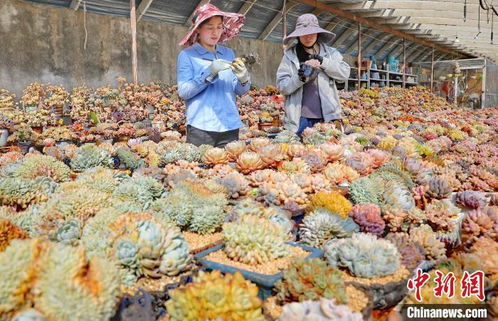 河北秦皇岛：“多肉经济”产销两旺