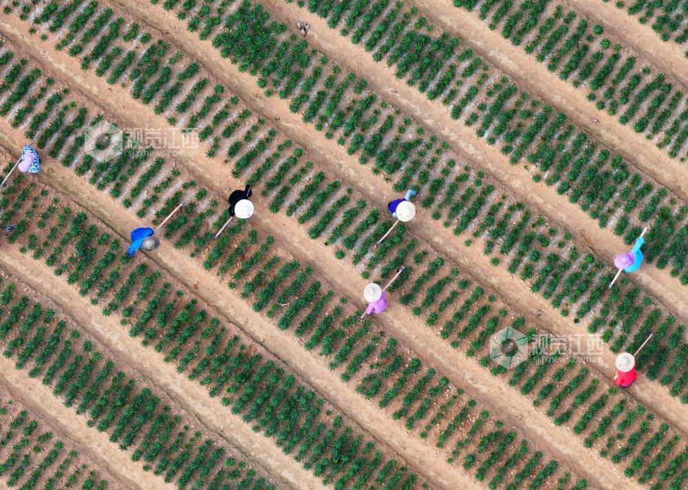 3月26日，江西省吉安市泰和县苏溪镇横塘村百合种植基地，农民正在管护百合劳作。