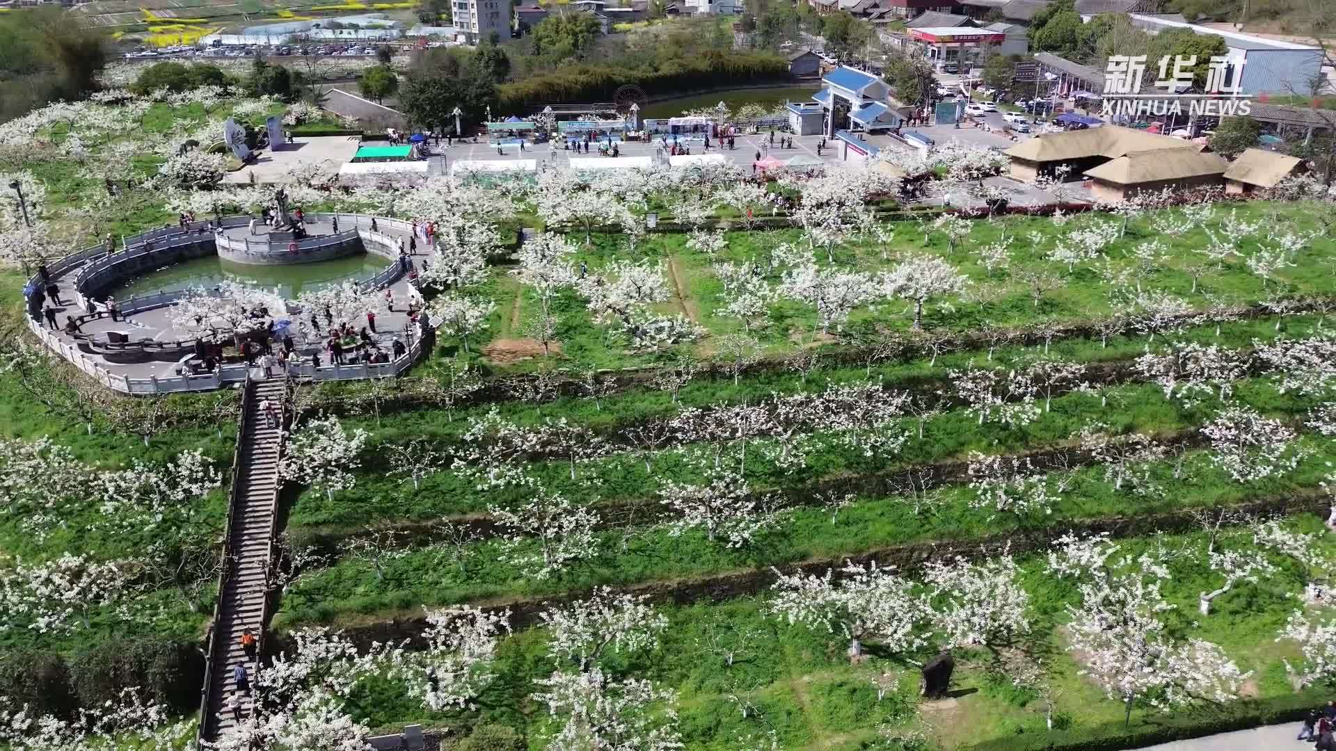 四川苍溪：一城春色醉 千树梨花开