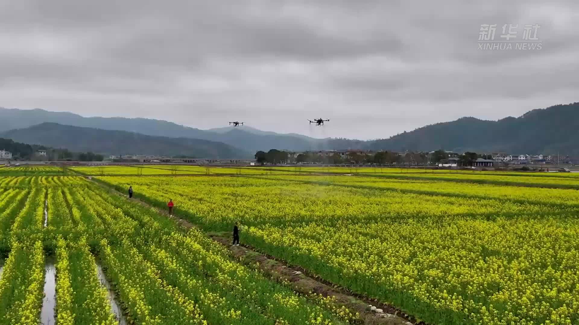 福建南平：“稻再油”模式解锁“一田三熟”